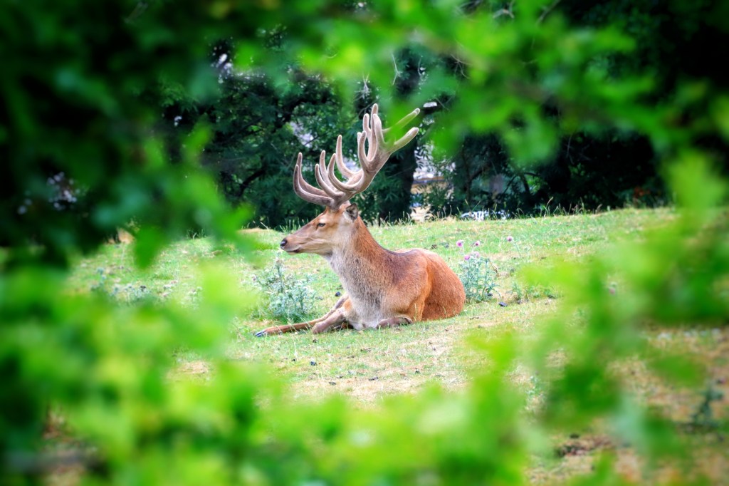 Wonderschone Cotswold