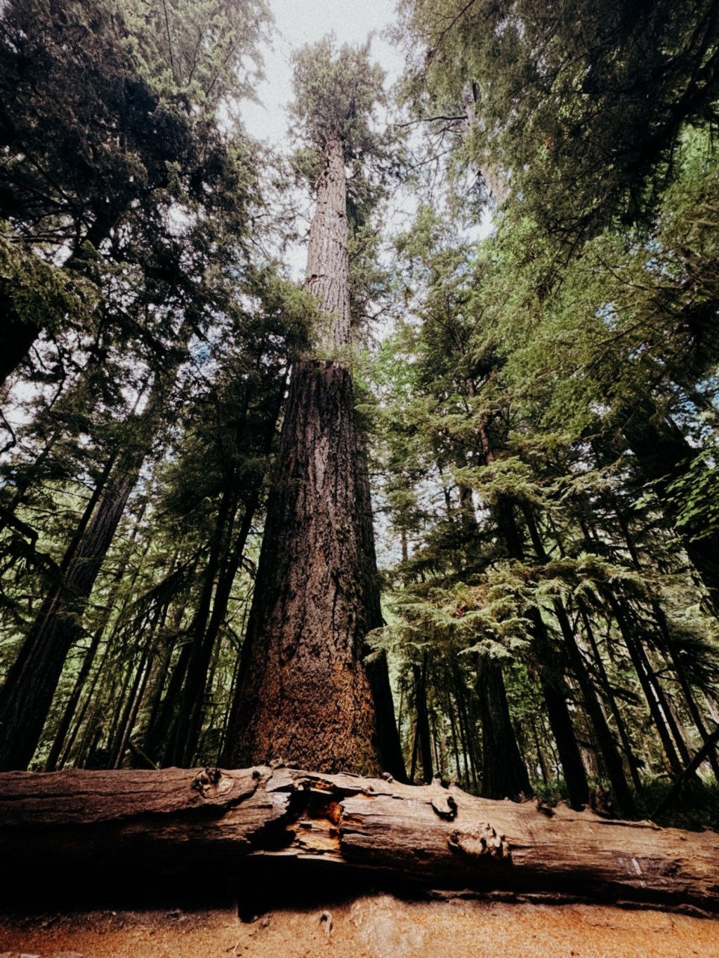 Dag 11: Op naar Vancouver&nbsp;Island